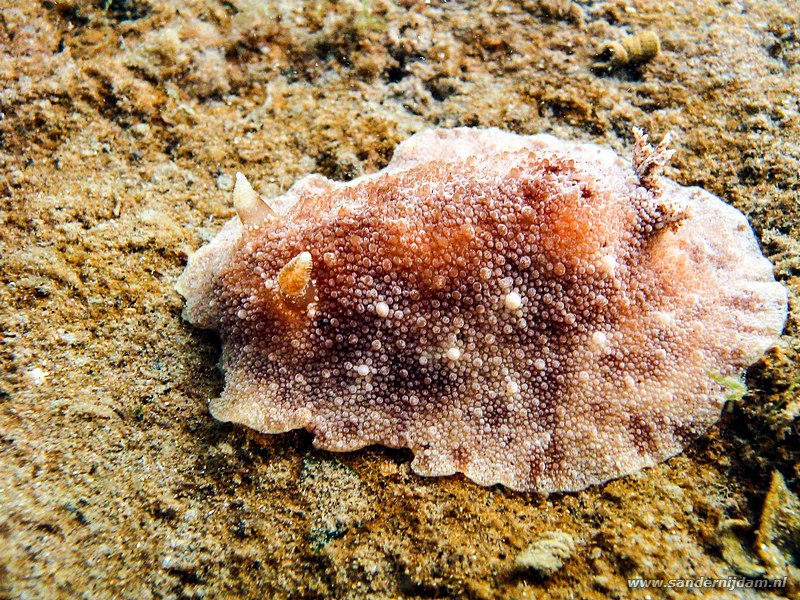 Millenium wrattenslak, Geitodoris planata, Scharendijke, Nederland, mei 2005